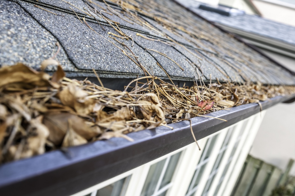 birds on gutters of a home